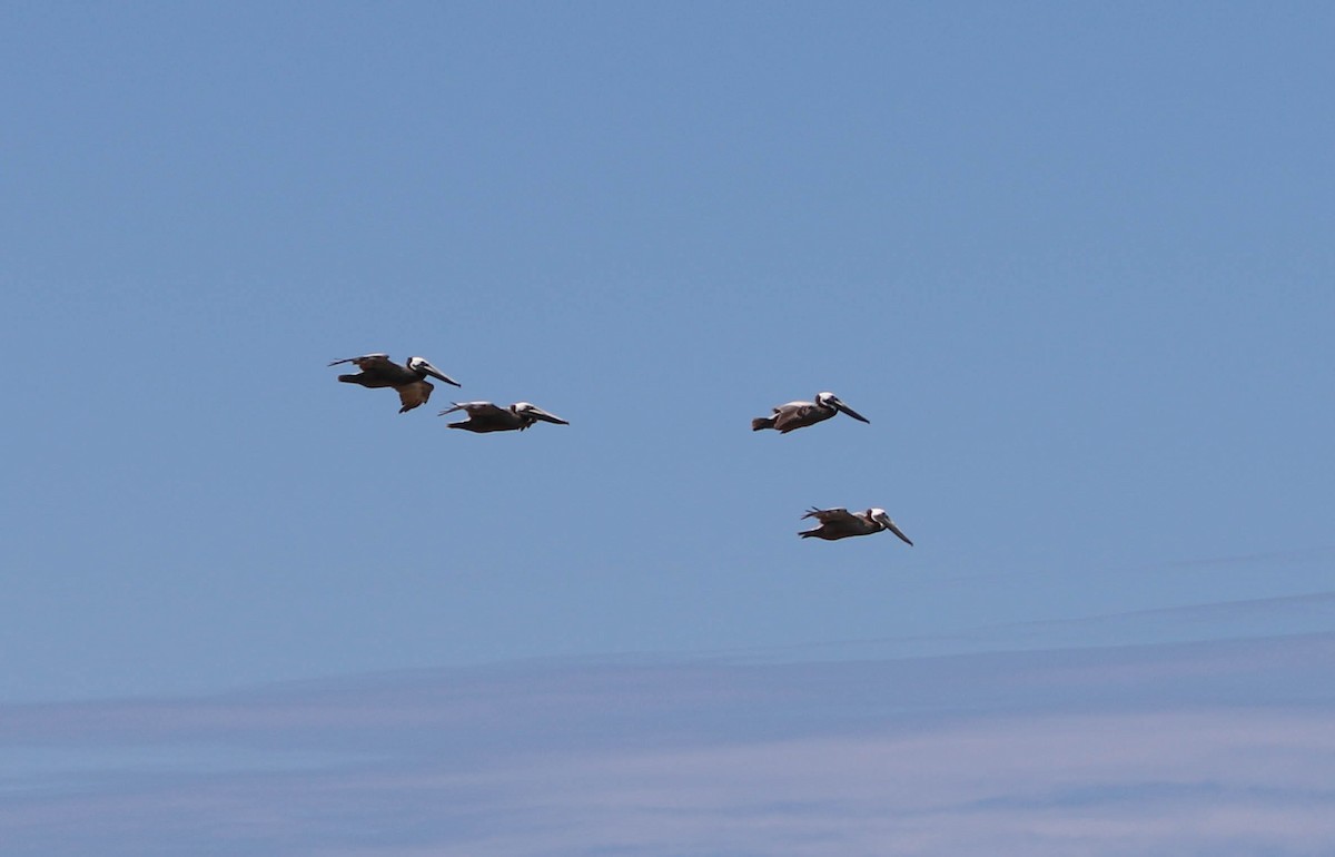 Brown Pelican - ML163753041