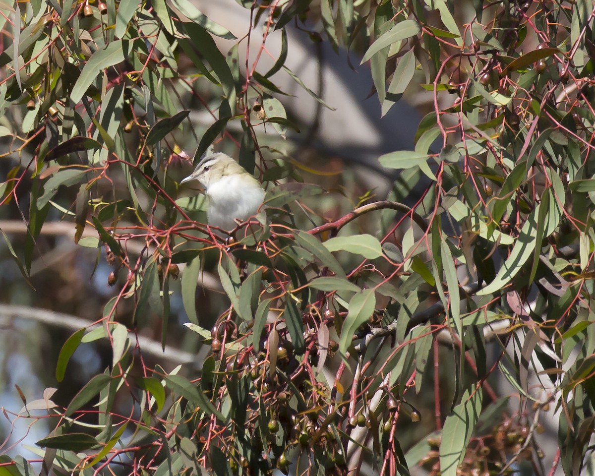 Red-eyed Vireo - ML163753741