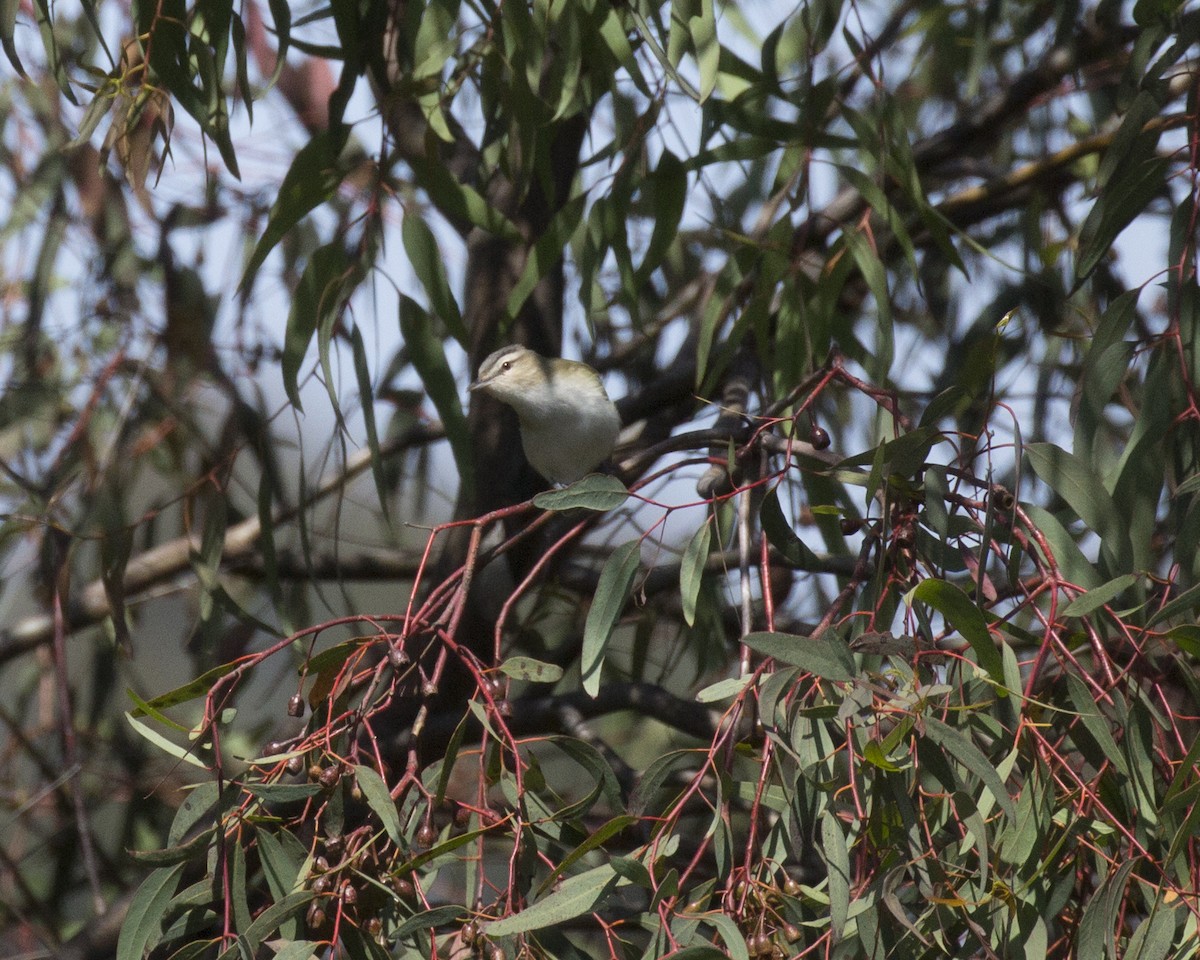 Red-eyed Vireo - ML163753751