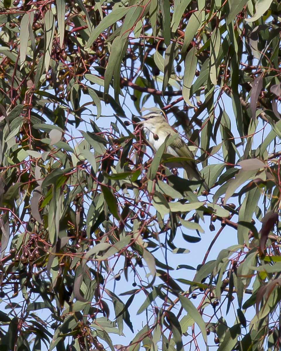 Red-eyed Vireo - ML163753791