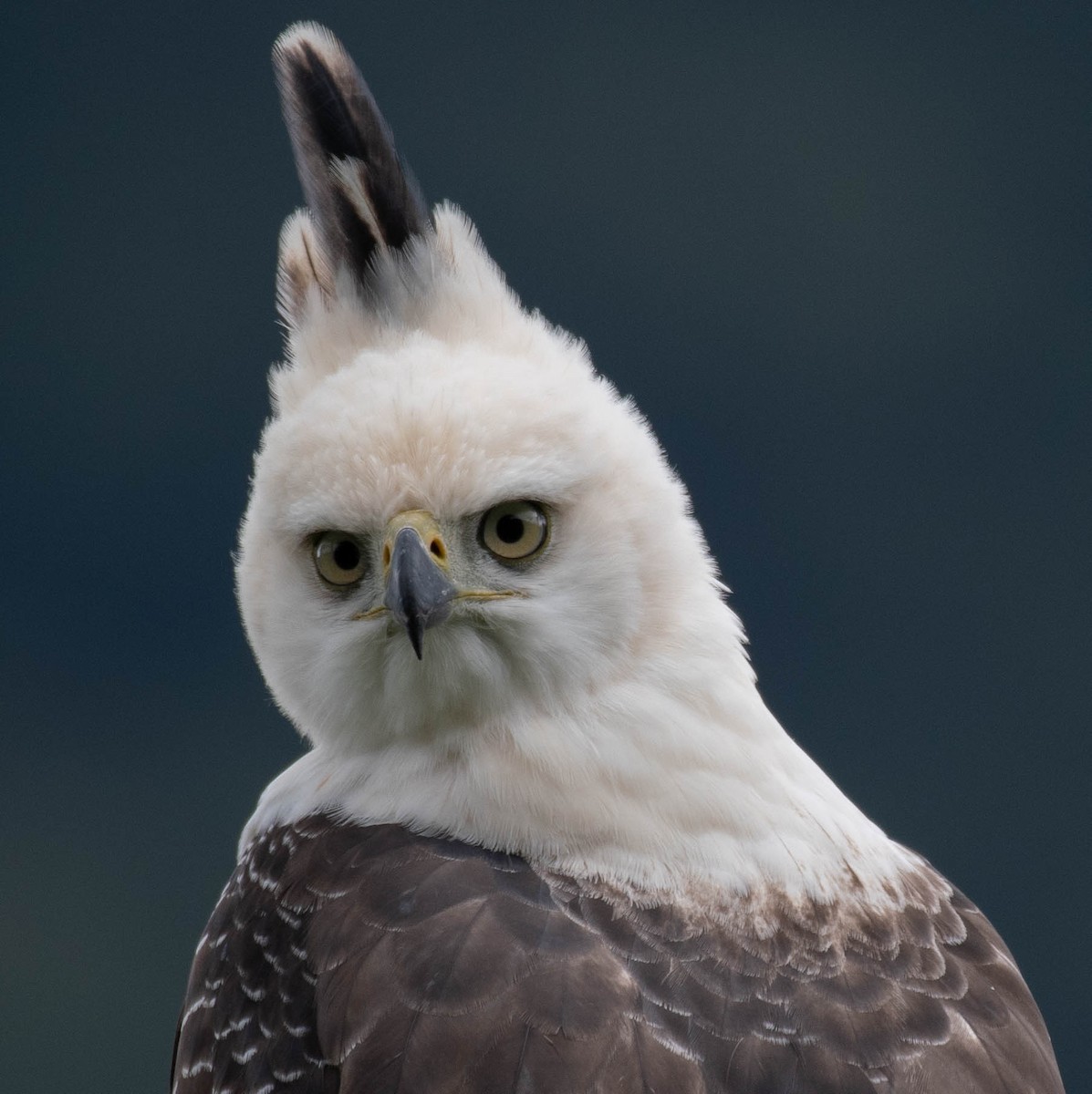 Ornate Hawk-Eagle - ML163757901