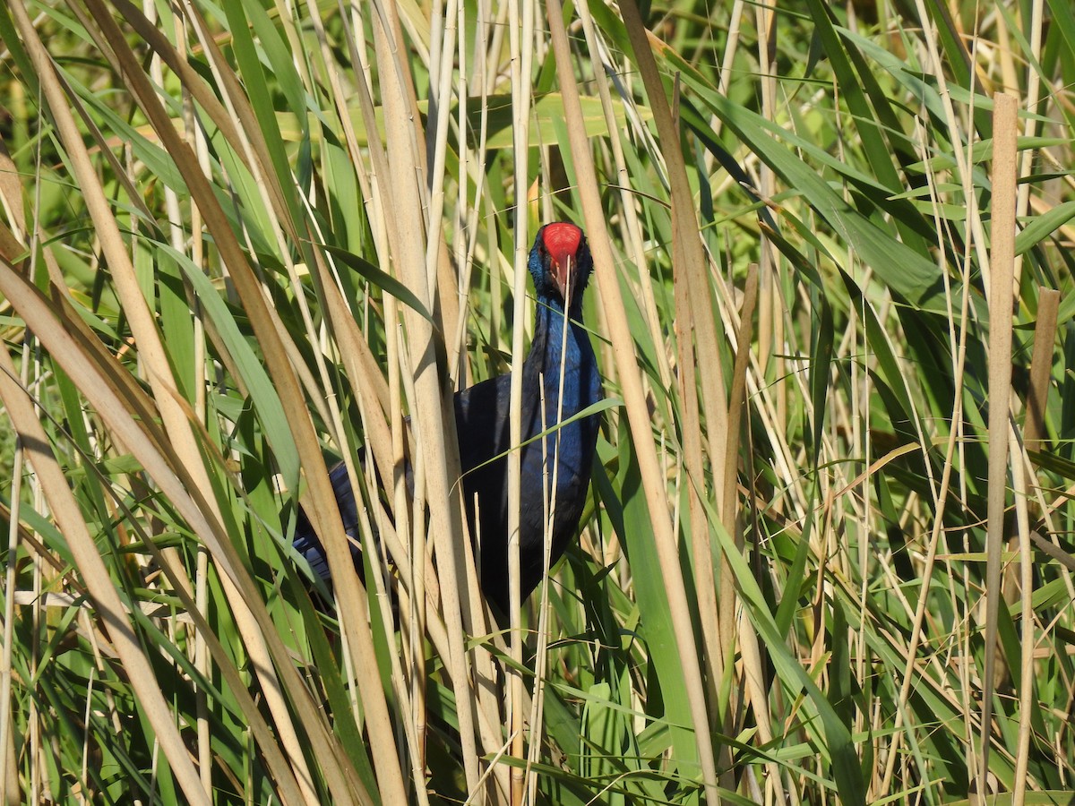 Western Swamphen - ML163760931