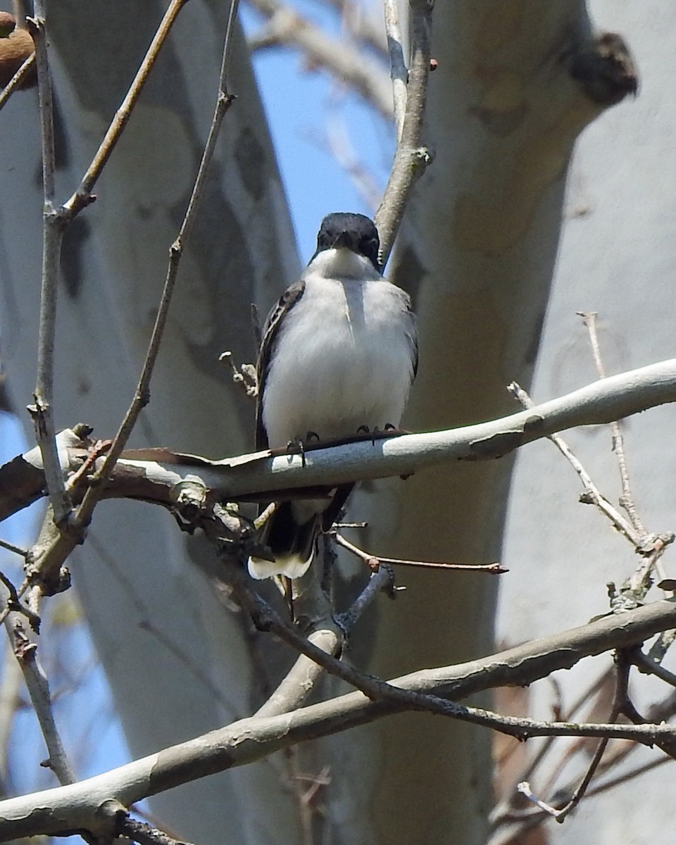 Schieferrücken-Königstyrann - ML163765551