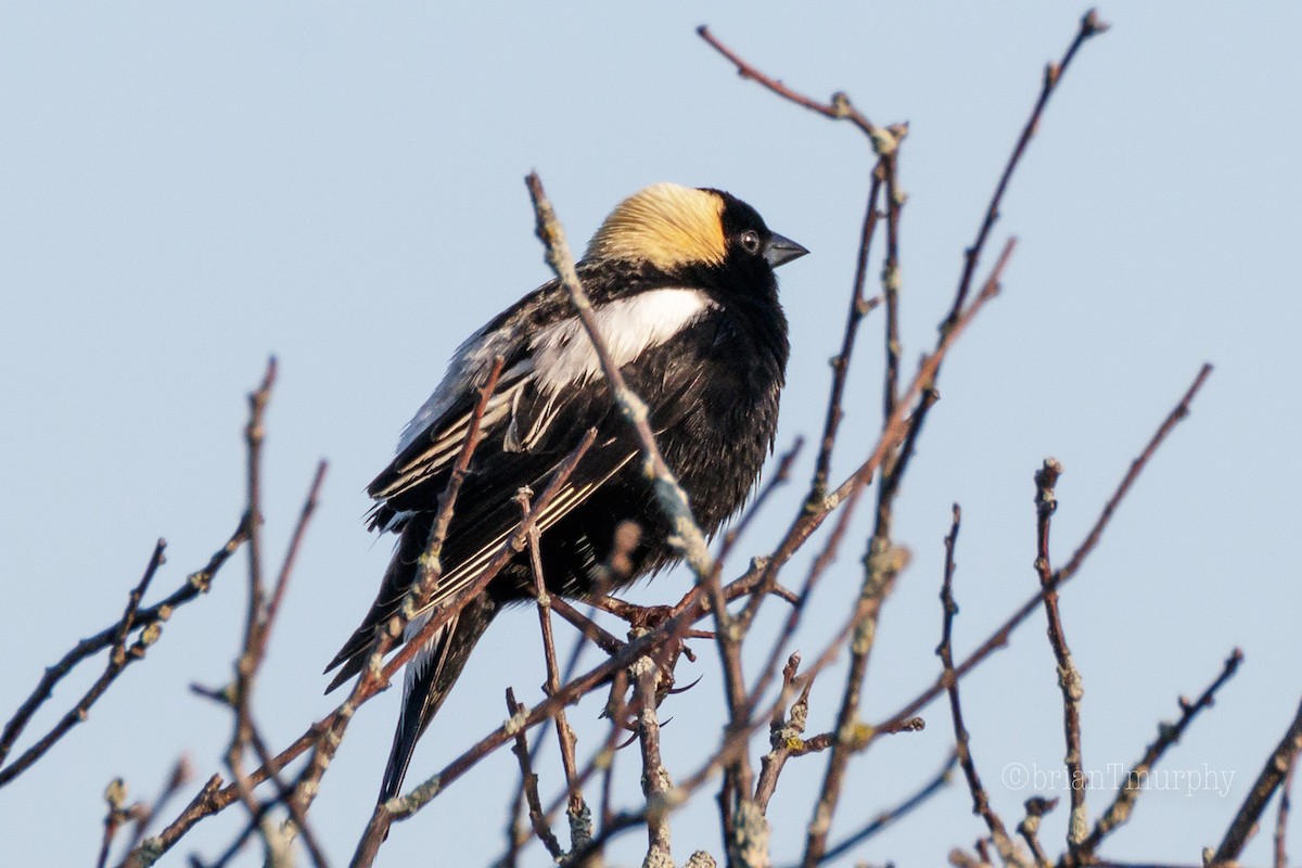 Bobolink - Brian Murphy