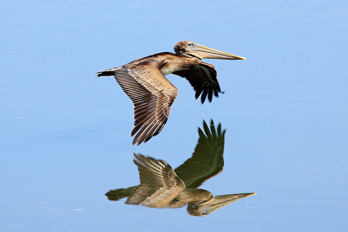 Brown Pelican - Larry Hamrin