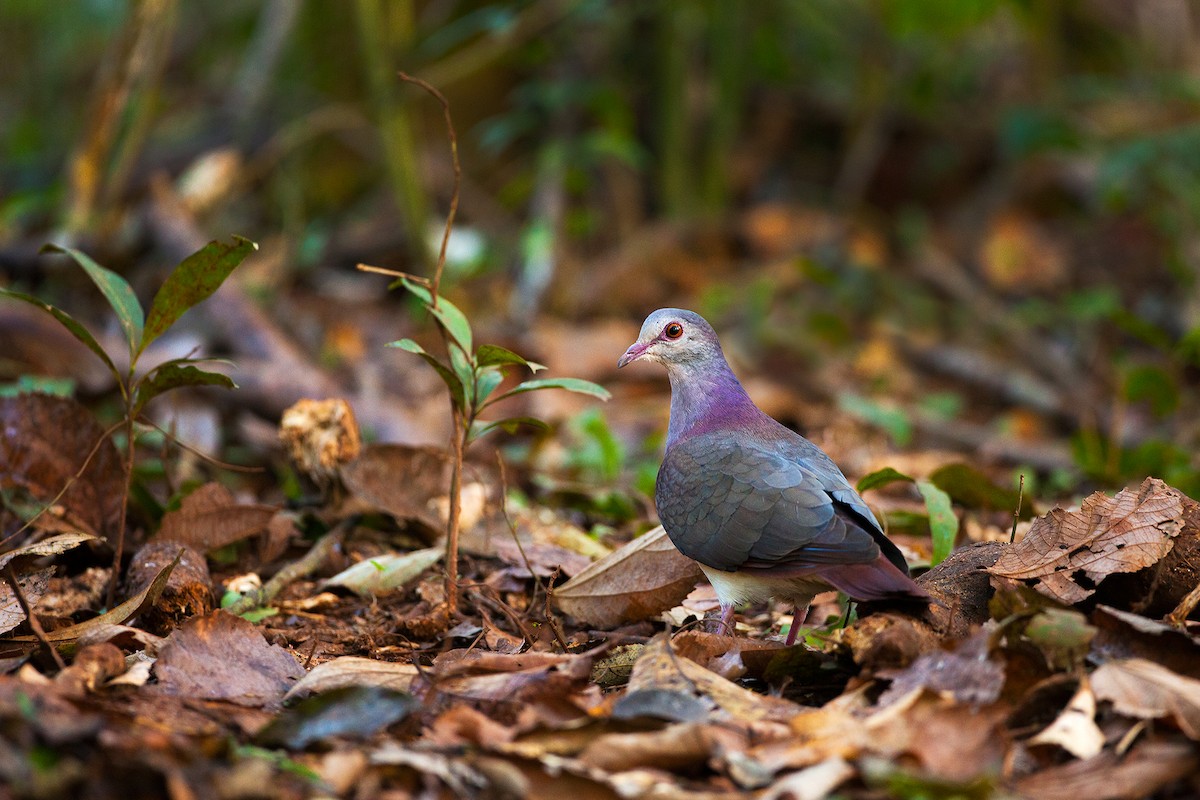 Violaceous Quail-Dove - Matias Romano