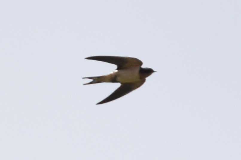 Barn Swallow - ML163773661