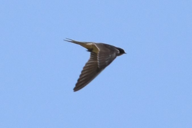 Barn Swallow - ML163773671