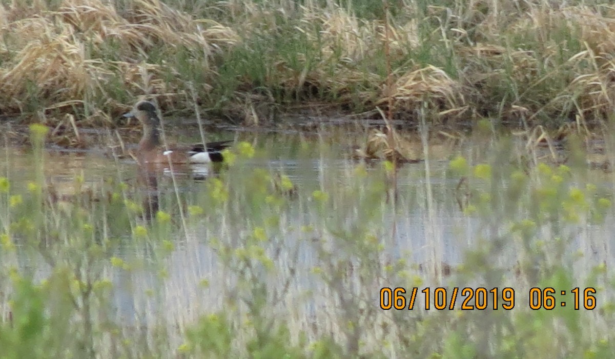 American Wigeon - ML163774681