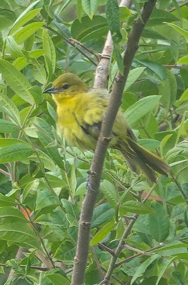 Orchard Oriole - ML163775361