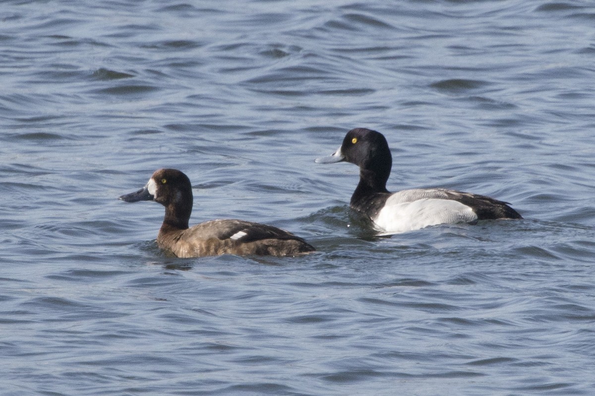 Lesser Scaup - Michael Bowen