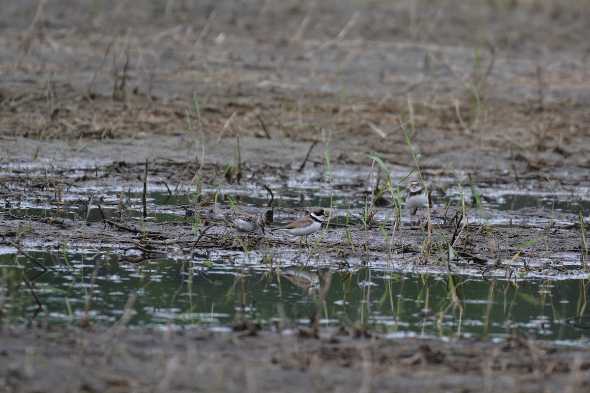 sandsnipe - ML163777631