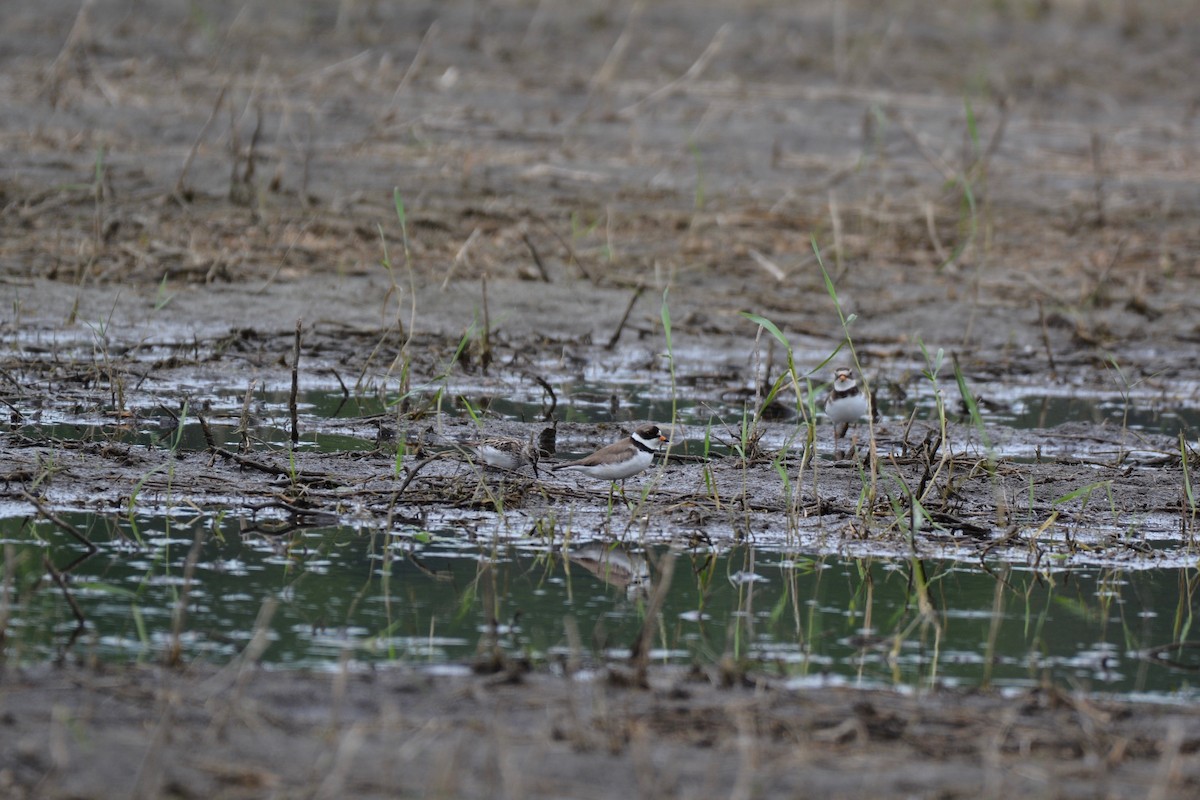 Semipalmated Sandpiper - ML163777631