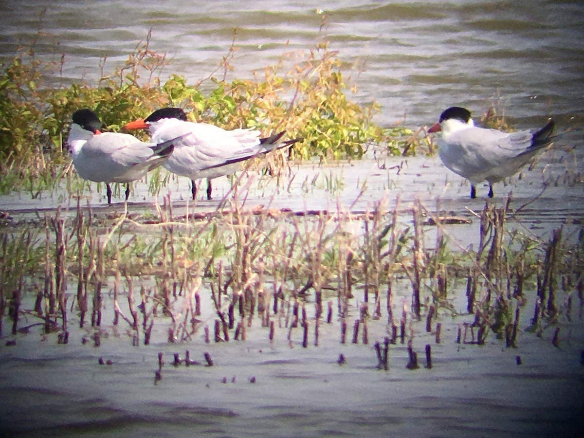 Caspian Tern - ML163777921