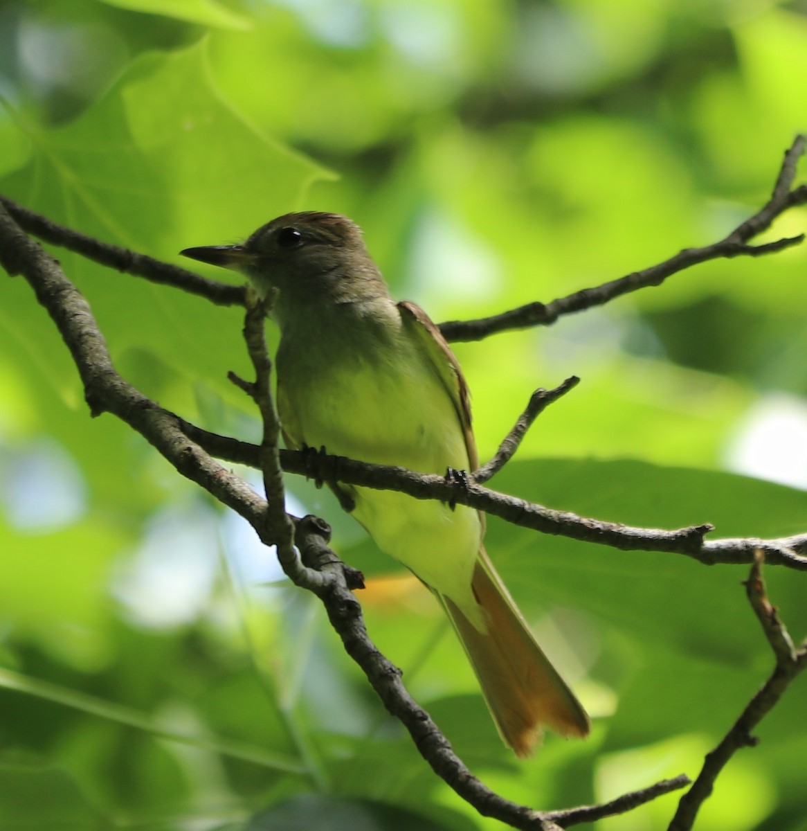 Great Crested Flycatcher - ML163778441