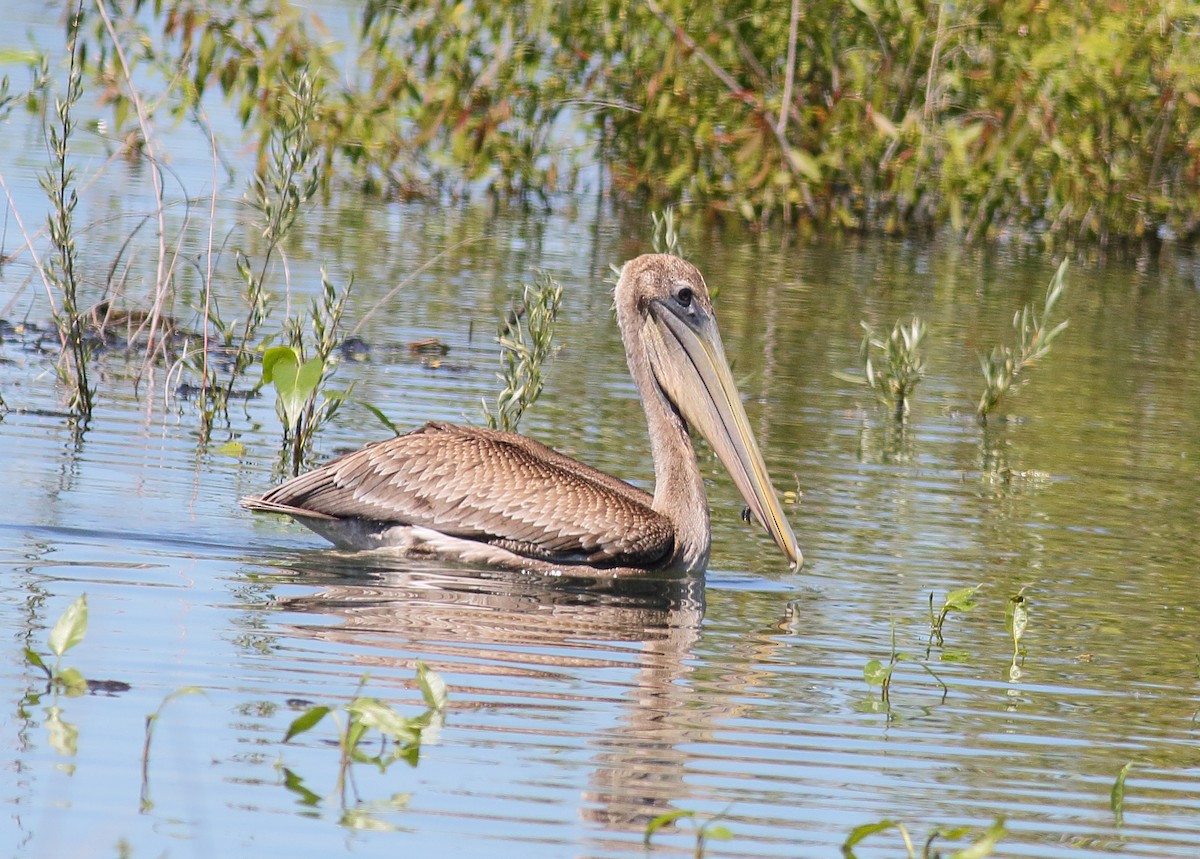 Brown Pelican - Catherine Temple