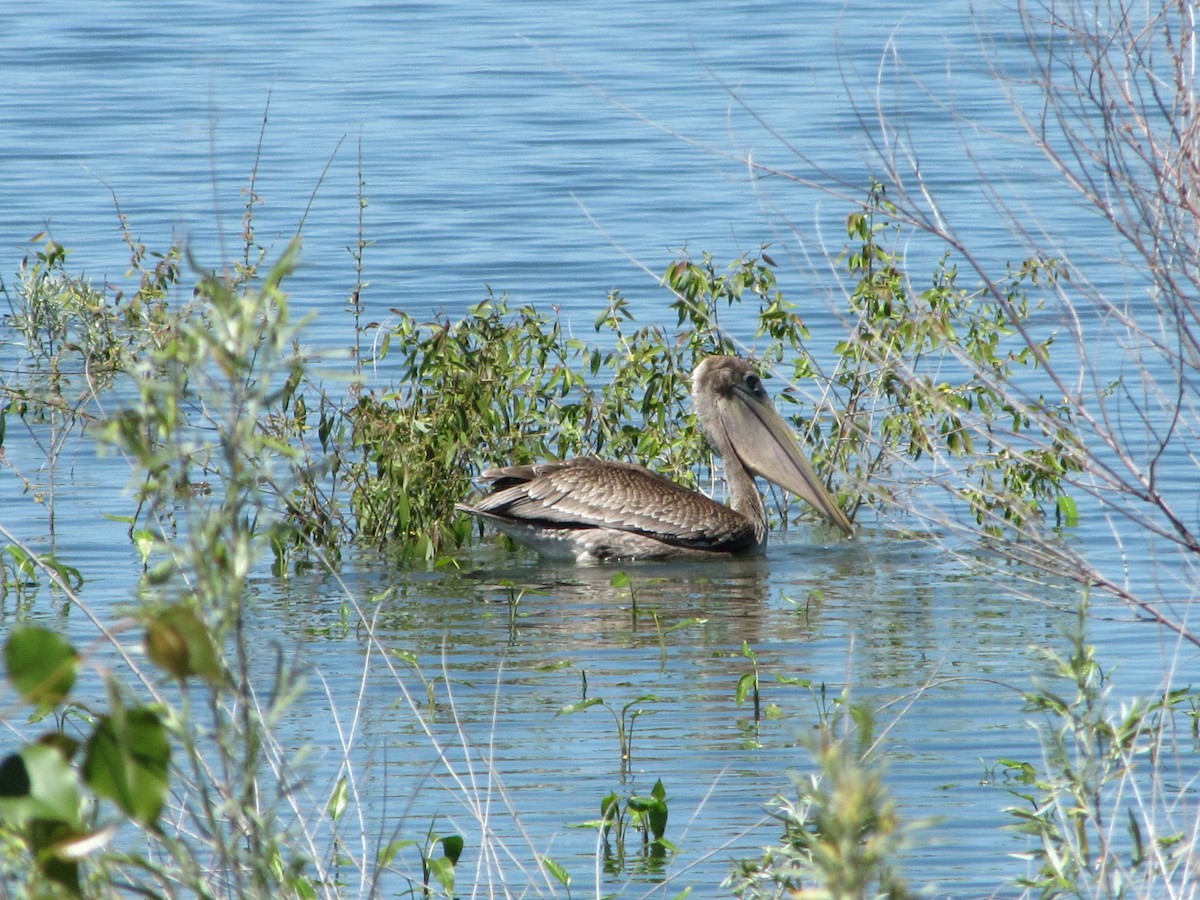 pelikán hnědý - ML163781251