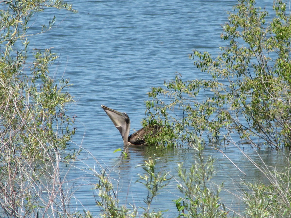 Brown Pelican - ML163781271