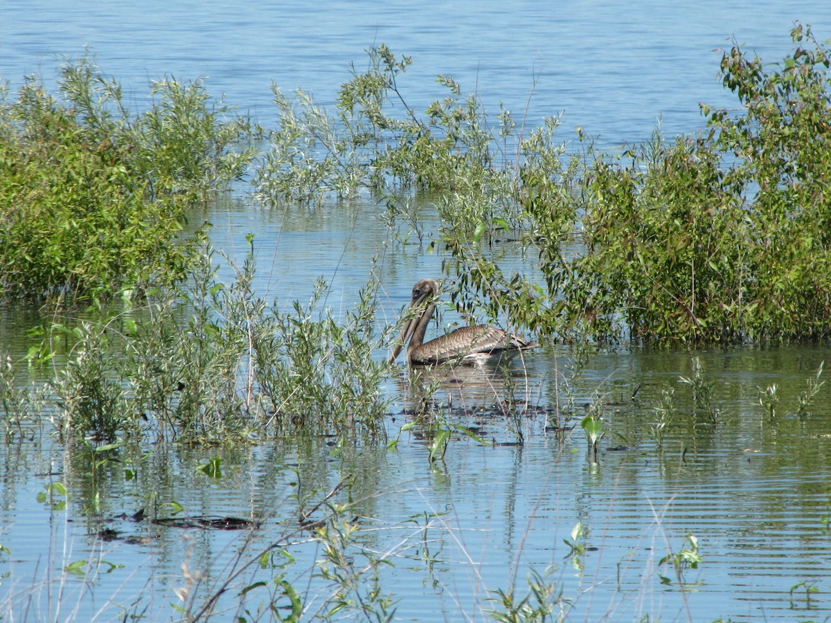 Brown Pelican - ML163781291