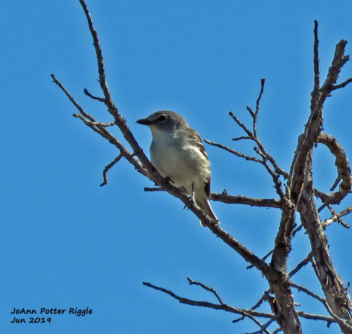 Kurşuni Vireo - ML163782421