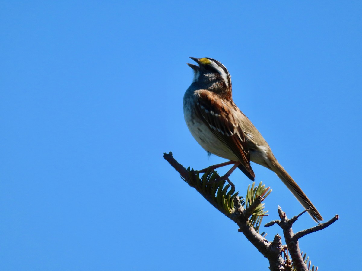 White-throated Sparrow - ML163783011