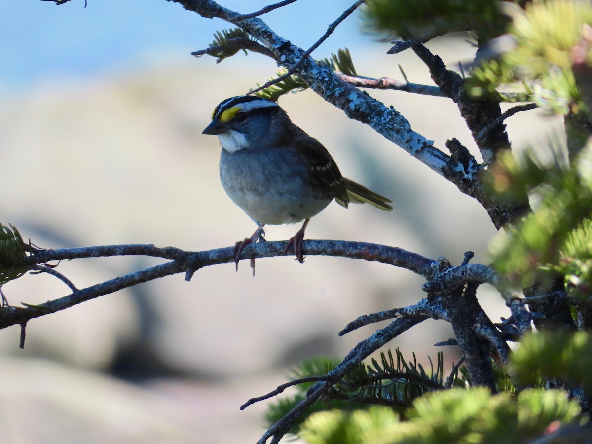 White-throated Sparrow - ML163783031