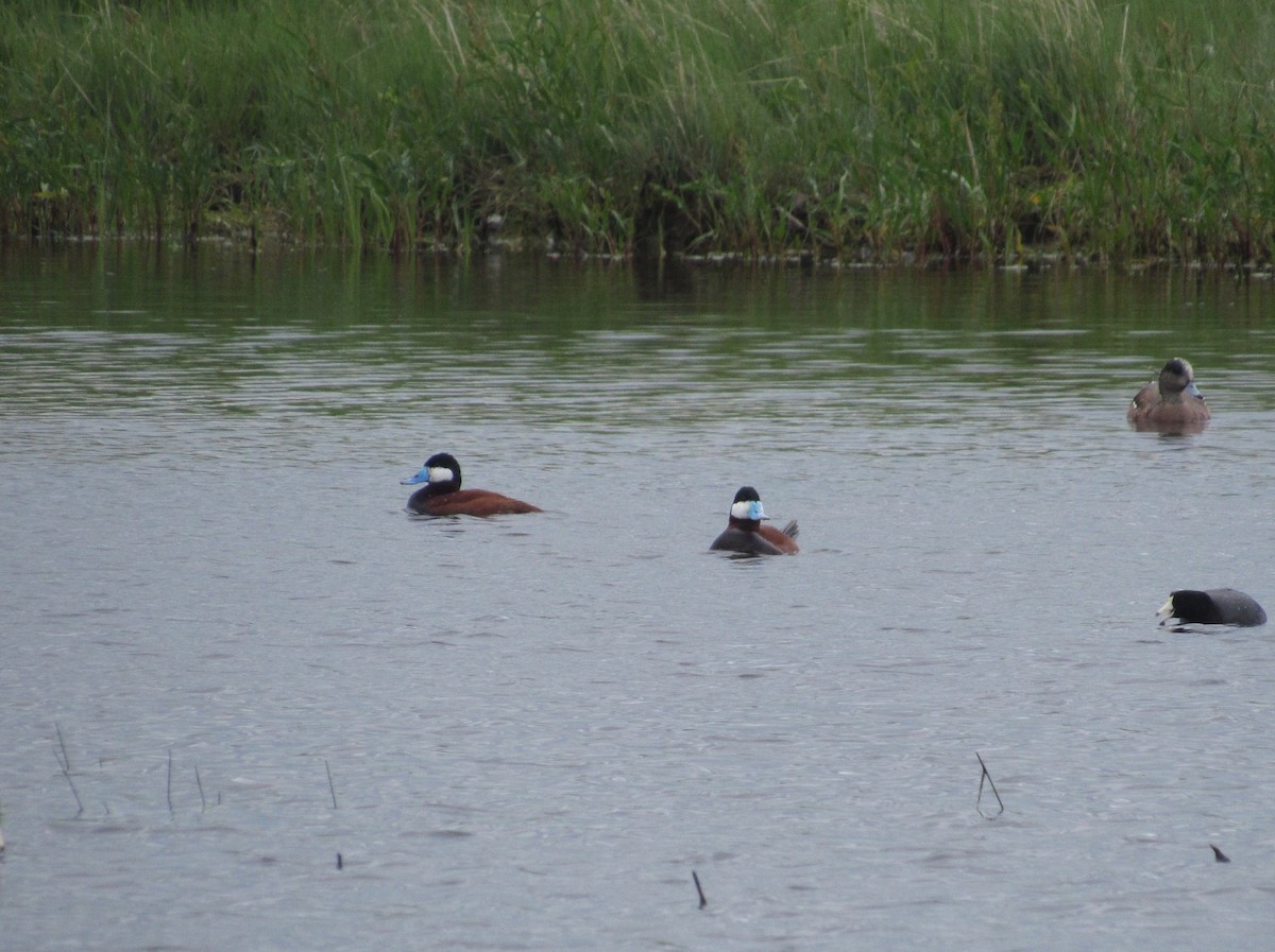 Ruddy Duck - ML163783041