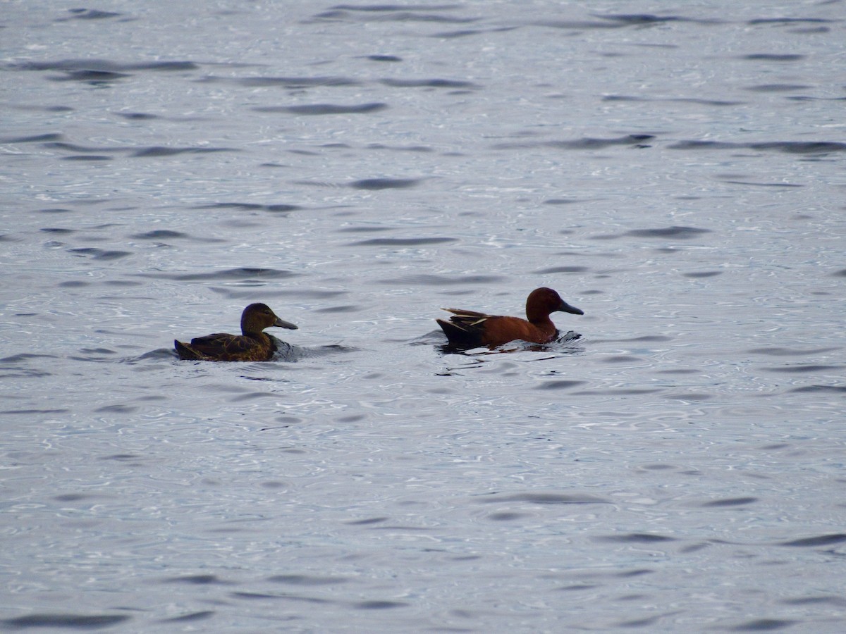 Cinnamon Teal - ML163783161