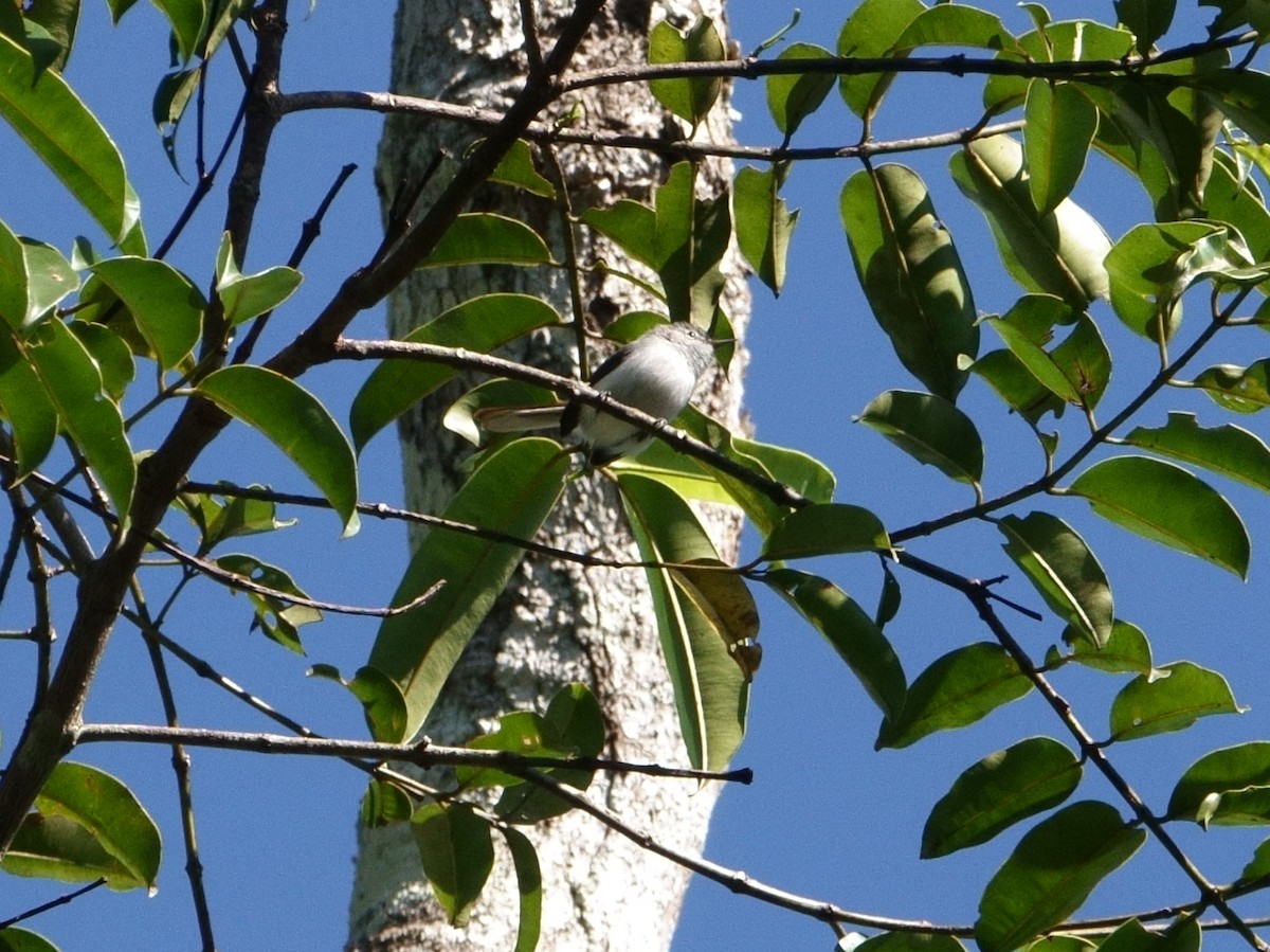 Klages's Gnatcatcher - ML163784091