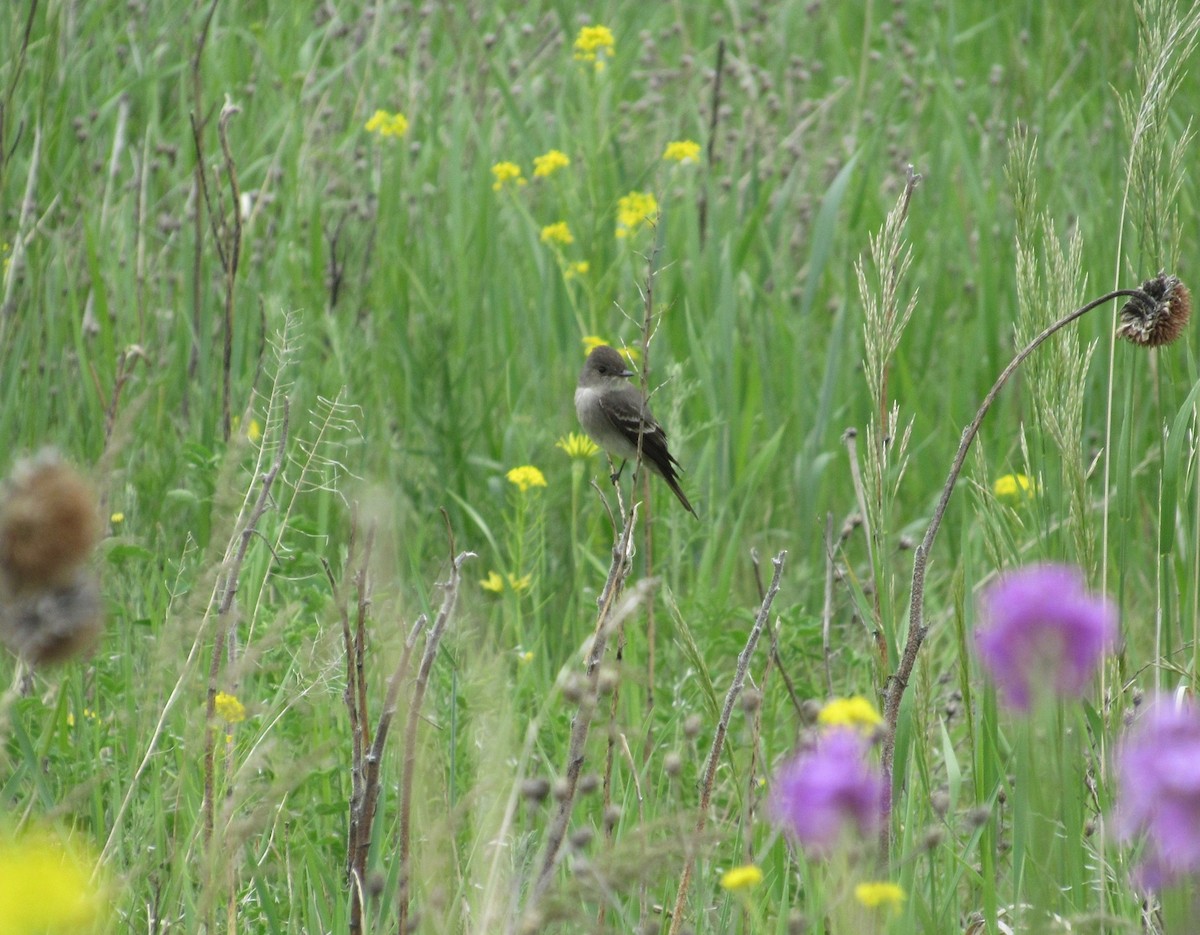 Western Wood-Pewee - ML163784251