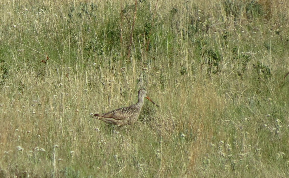 Marbled Godwit - ML163785361