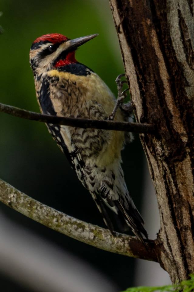 Yellow-bellied Sapsucker - Nancy Wolf