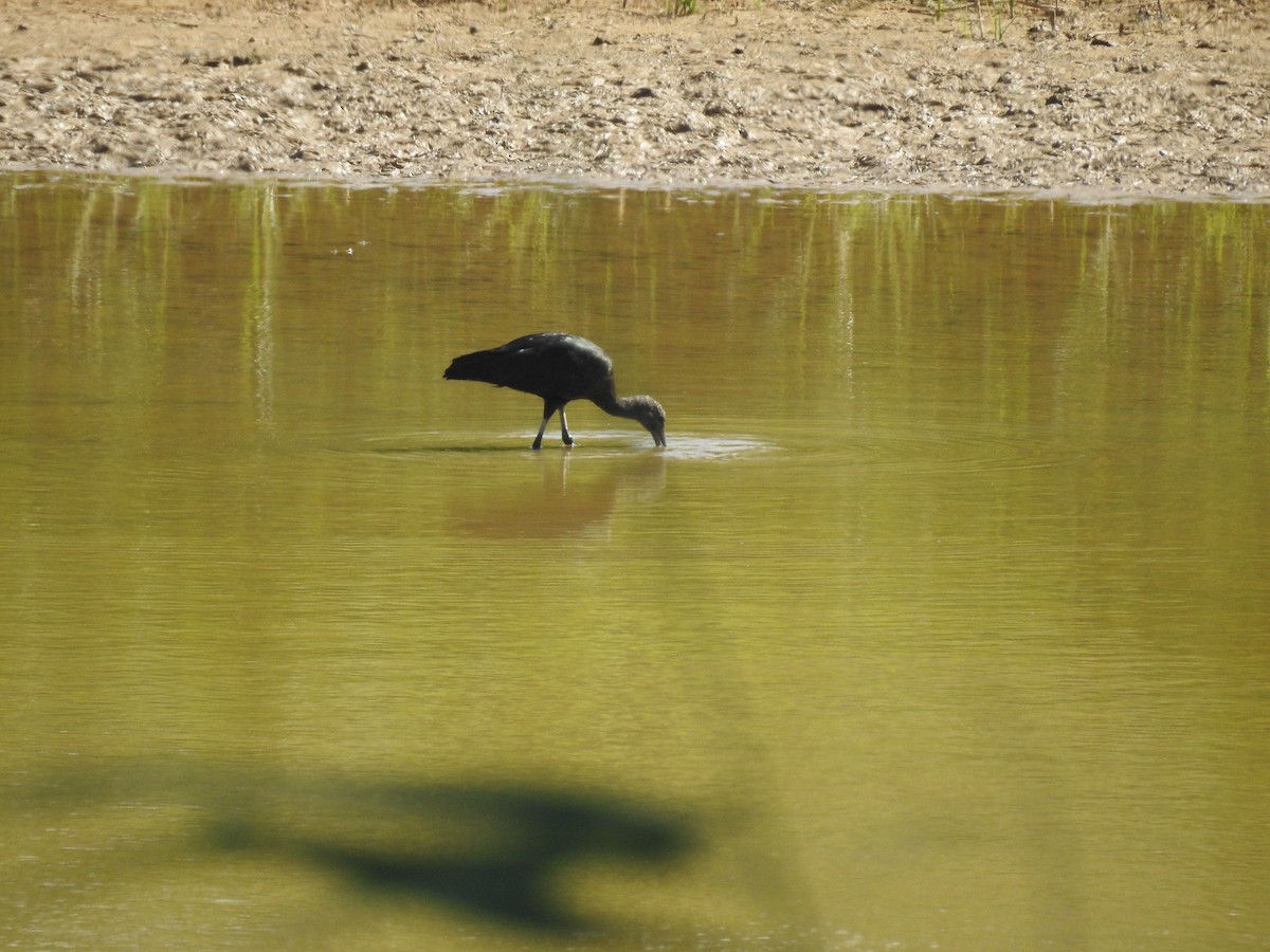 Glossy Ibis - Paulo Baptista