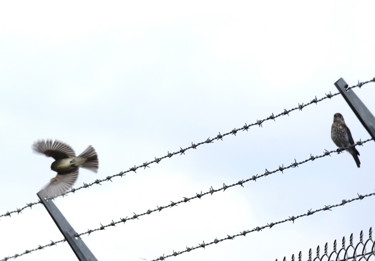 Eastern Wood-Pewee - ML163786511