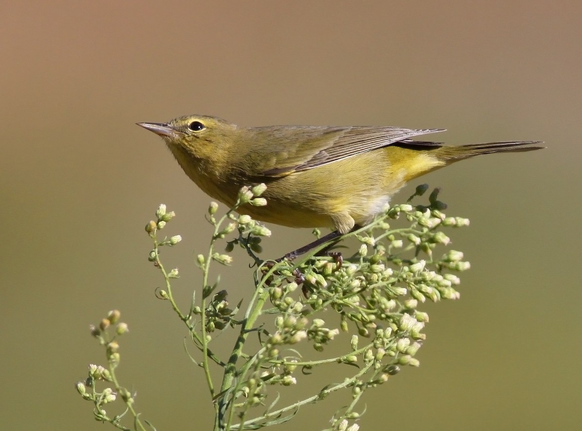 Orange-crowned Warbler - Robyn Waayers