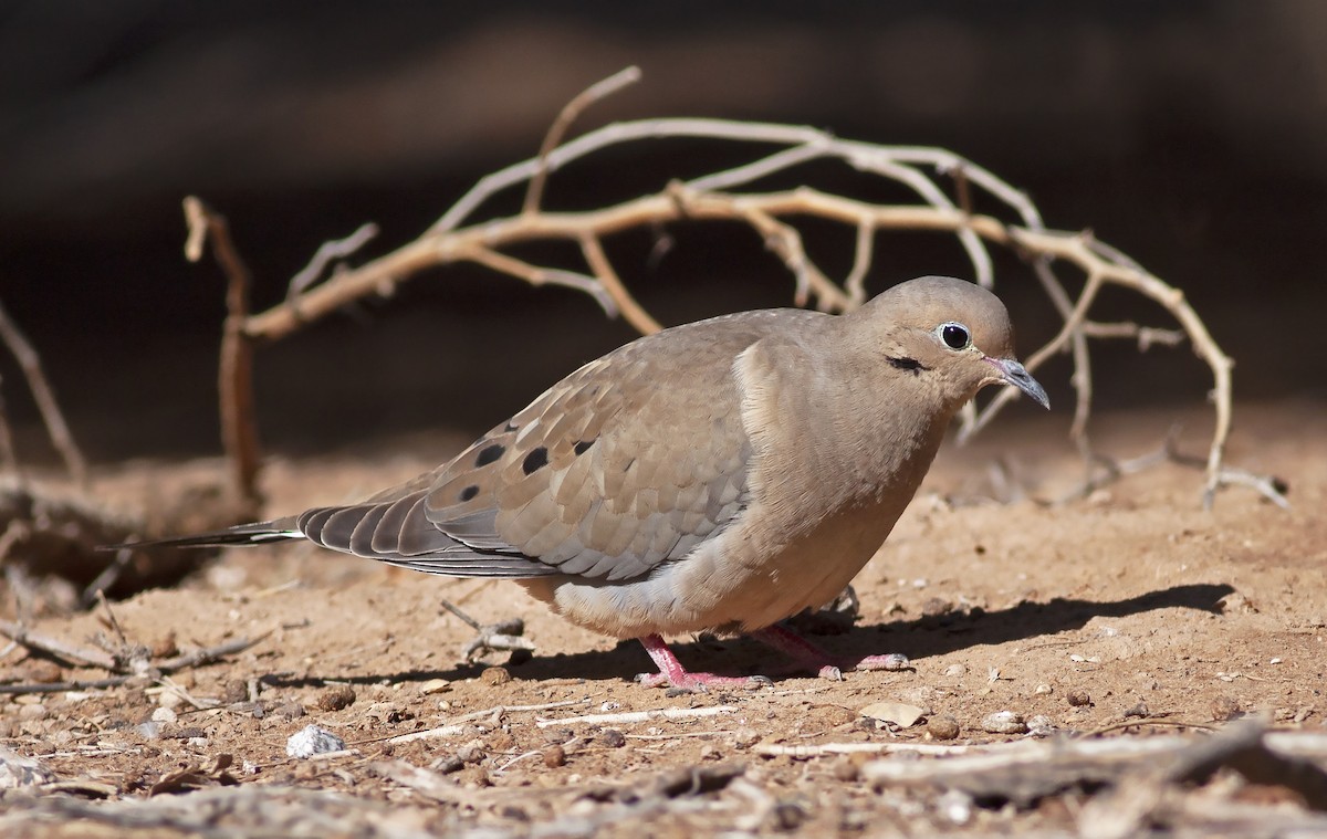 Mourning Dove - Robyn Waayers