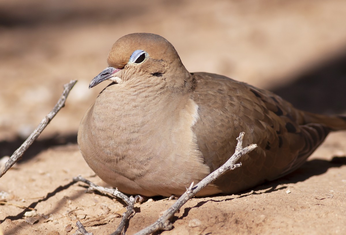 Mourning Dove - Robyn Waayers
