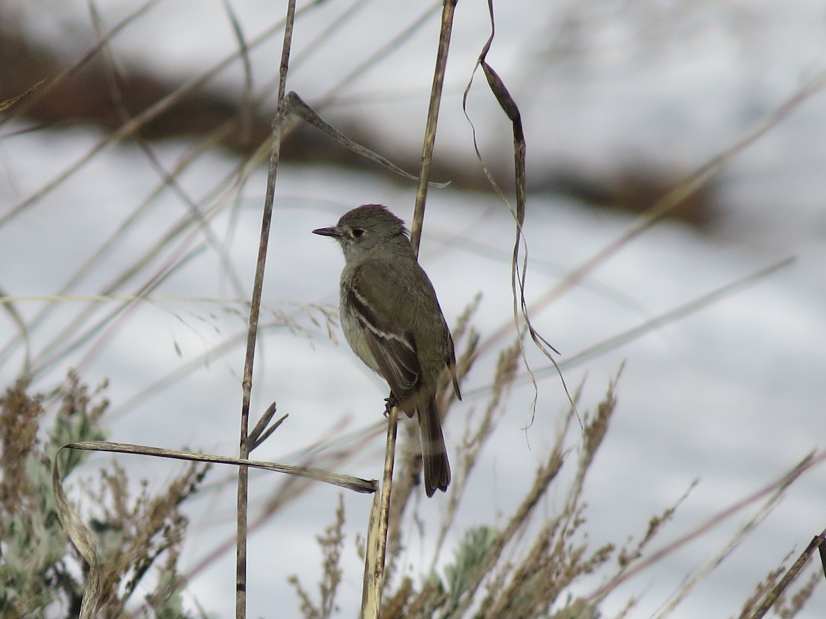 Gray Flycatcher - ML163793411