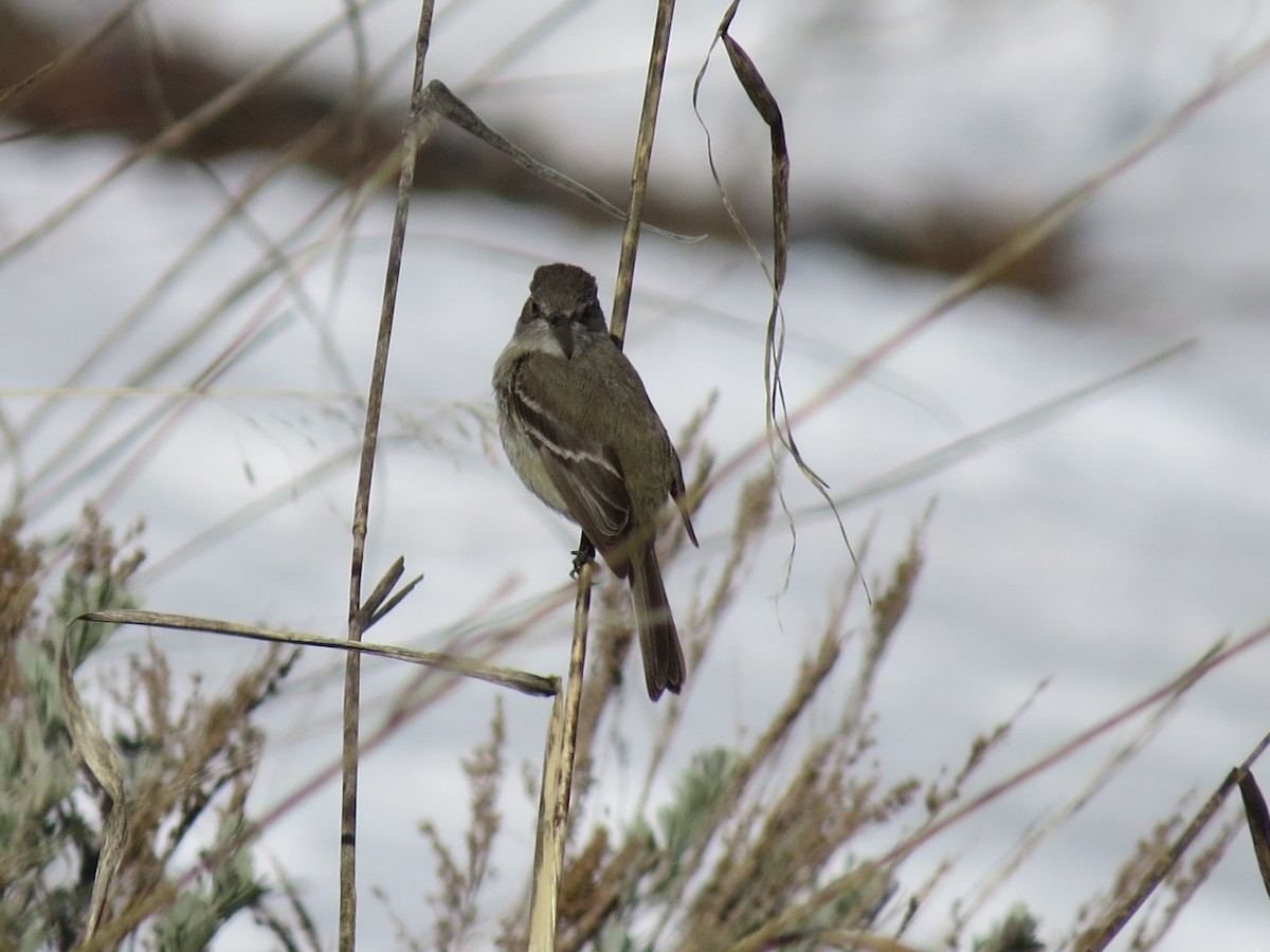 Gray Flycatcher - ML163793431