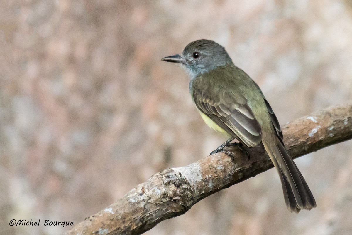 Panama Flycatcher - ML163795331