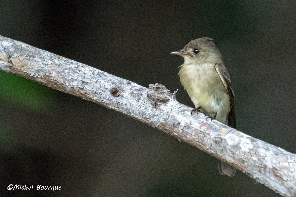 Northern Tropical Pewee - ML163795461