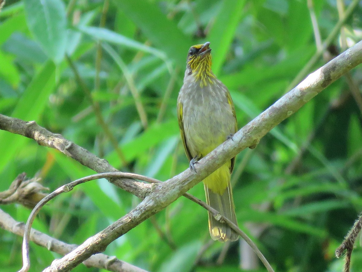 Stripe-throated Bulbul - ML163795891