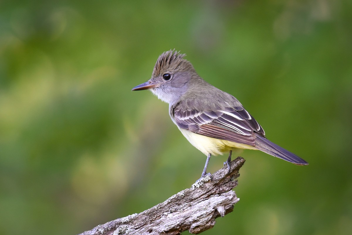 Great Crested Flycatcher - ML163796041