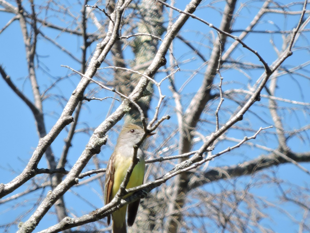 Great Crested Flycatcher - ML163796261