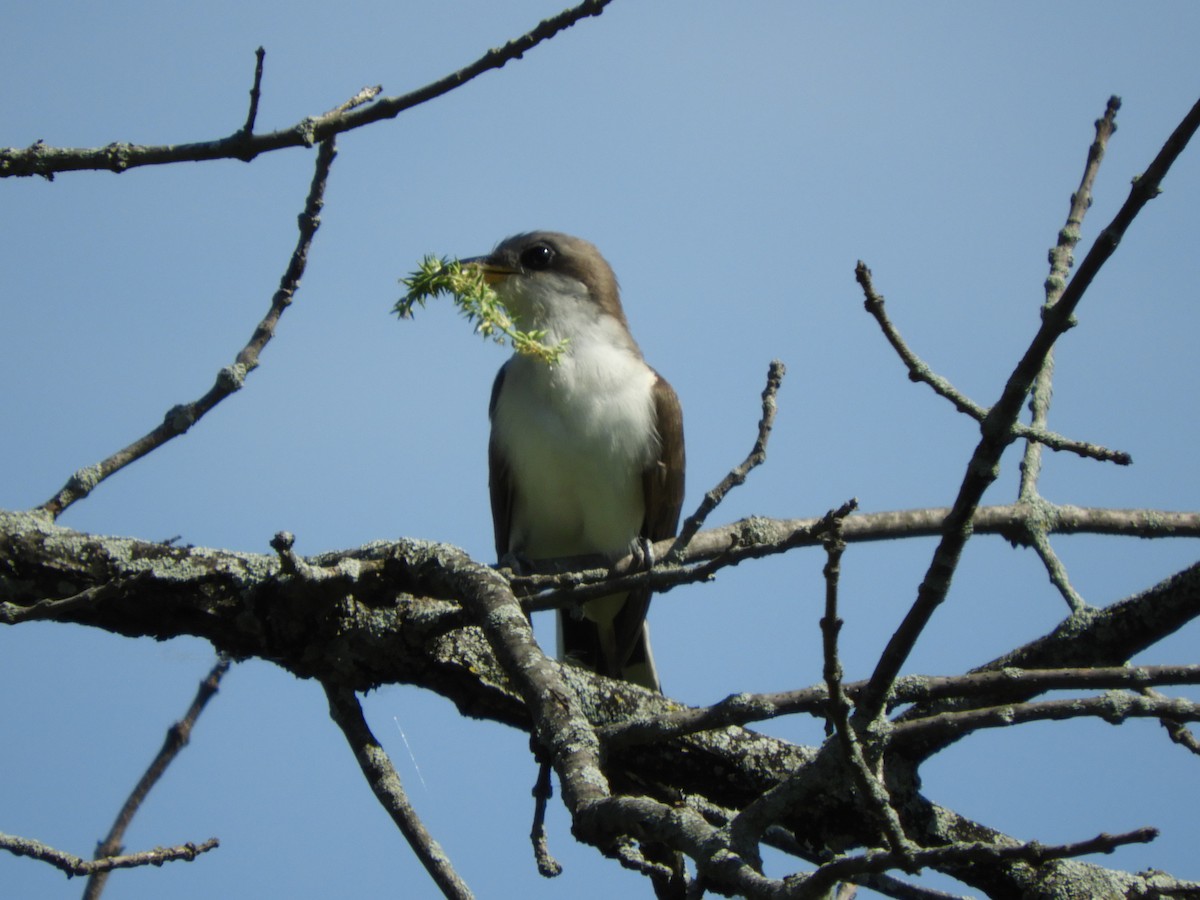 Yellow-billed Cuckoo - ML163796711