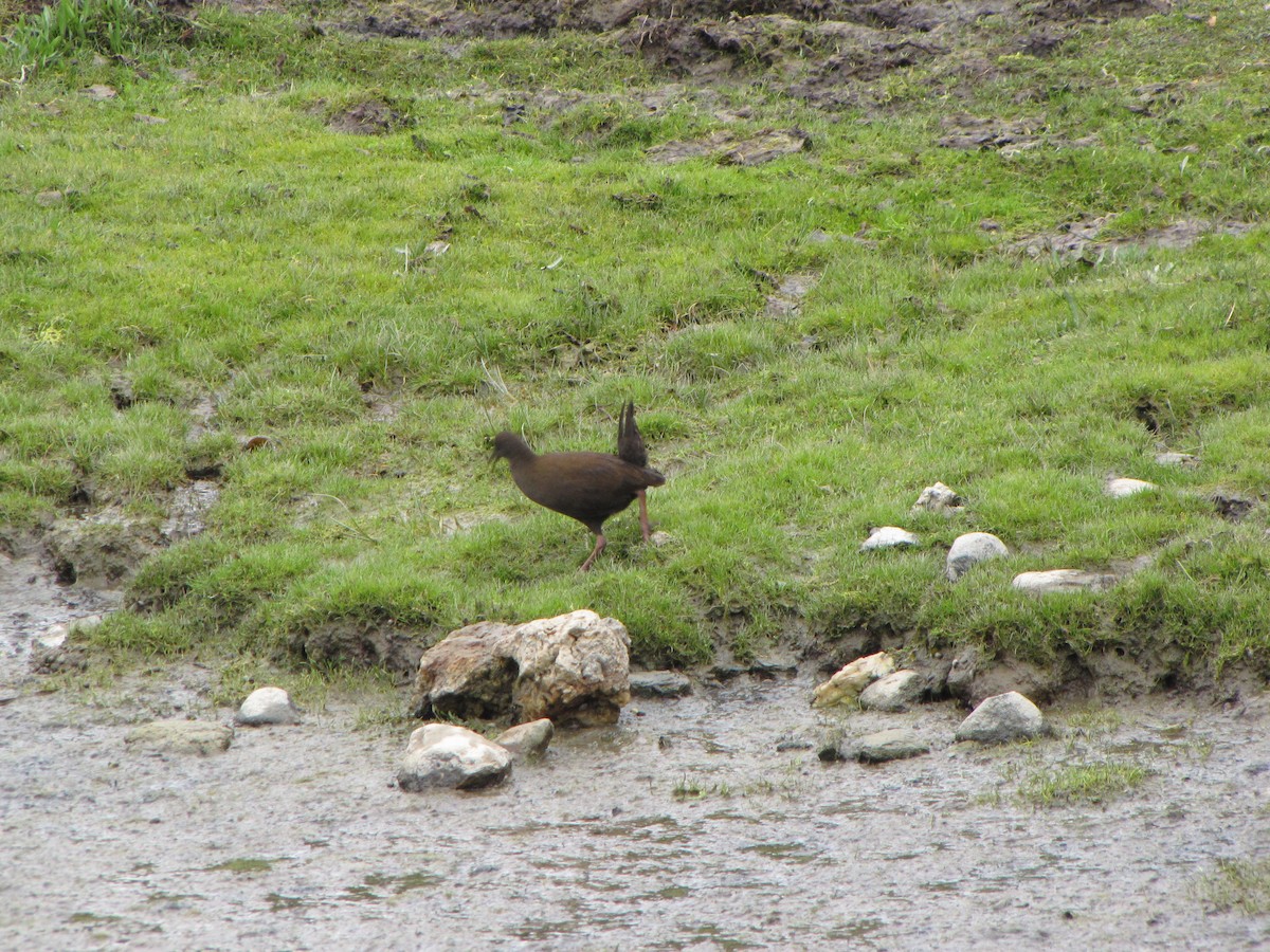 Plumbeous Rail - ML163796821