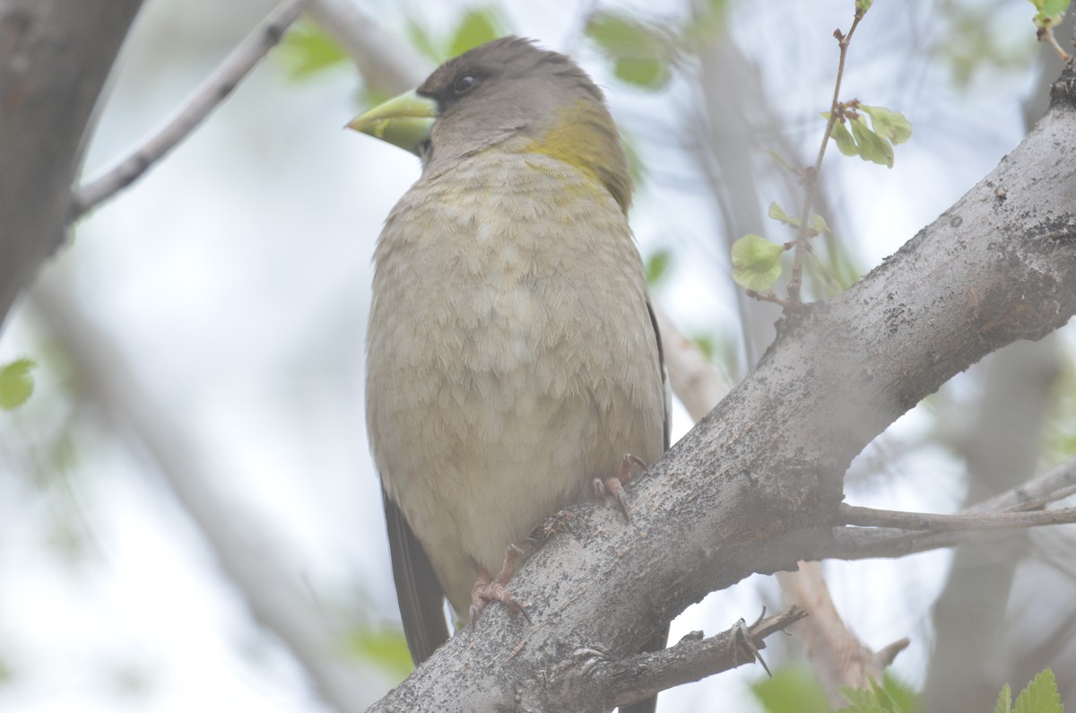 Evening Grosbeak - ML163800801