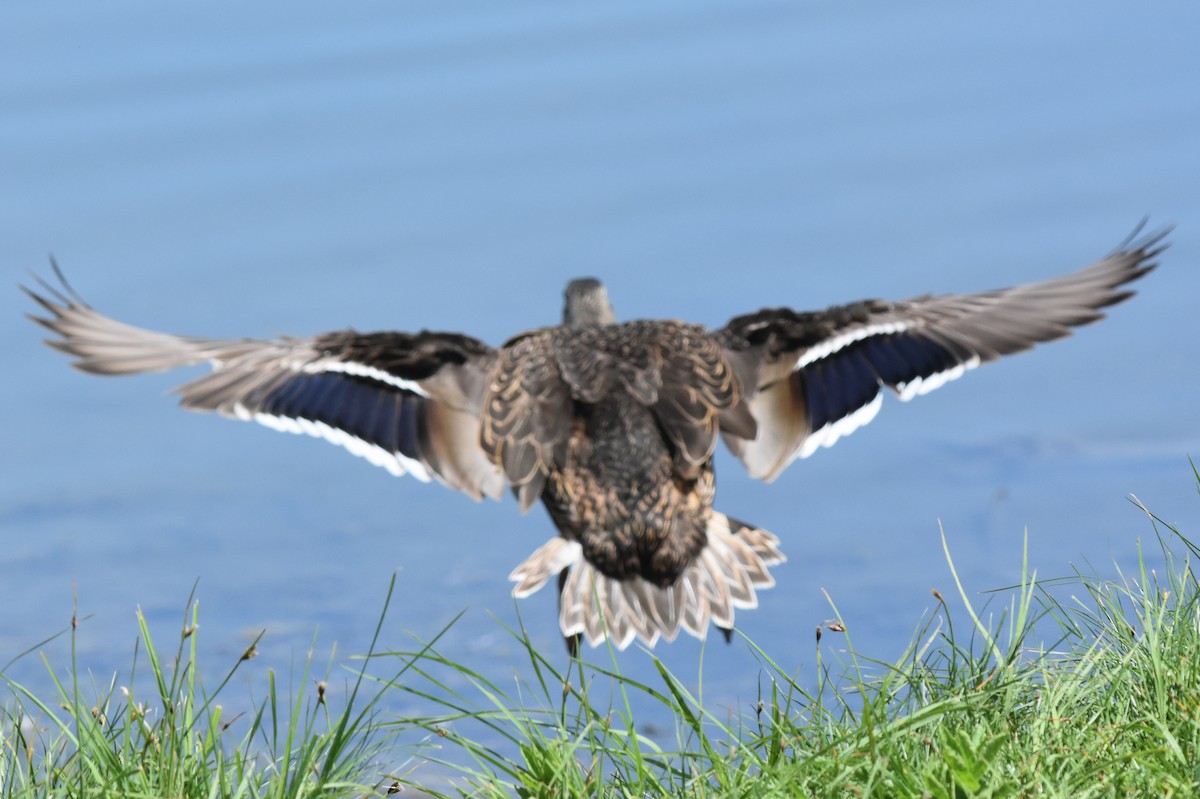 Mexican Duck - ML163800981