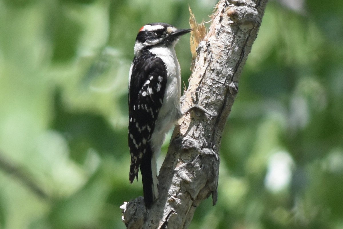 Yumuşak Tüylü Ağaçkakan (pubescens/medianus) - ML163801061