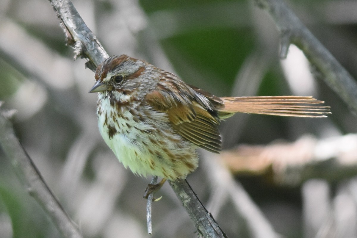 Song Sparrow (montana/merrilli) - Caleb Strand